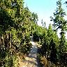 Kodia Jungle